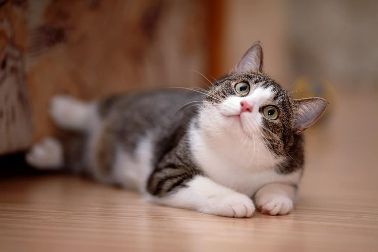 Do Cats Have Feelings? Understanding Your Cat’s Emotions