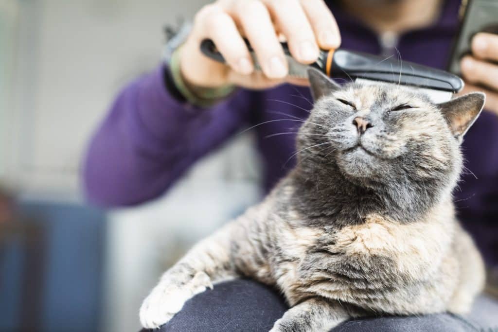 Cat with fleas being brushed