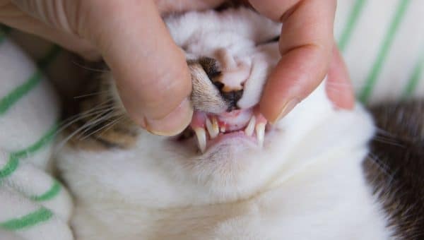 A cat with gingivitis and dental disease