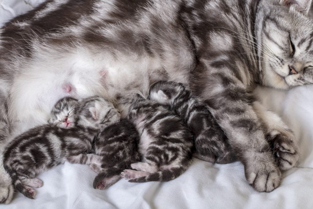 A cat with nipples feeding her children