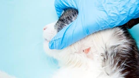 Vet inspecting a cat with a ringworm infection.