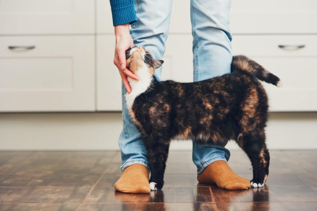 Cat brushes against legs of owner in home