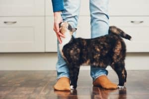 Cat brushes against legs of owner in home