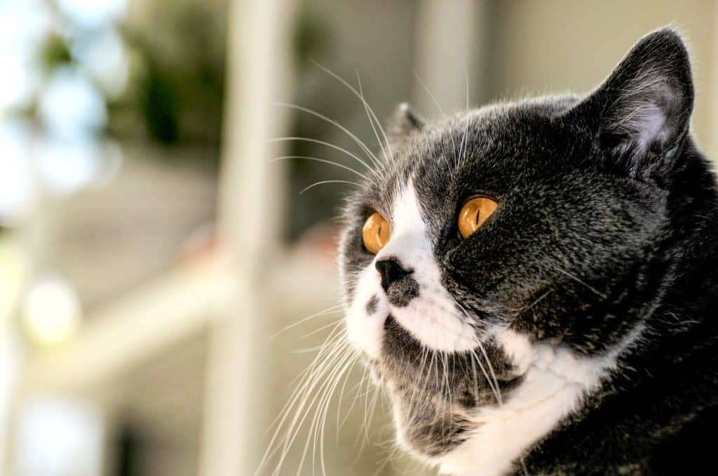 A black and white cat with tinier ears 