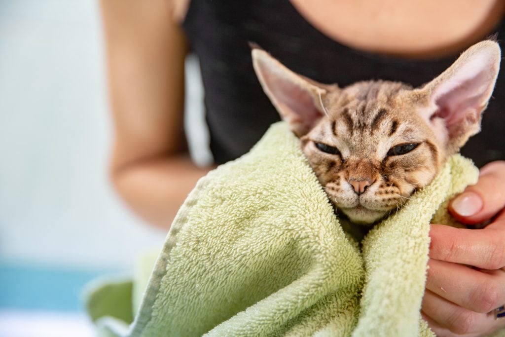 Drying a Cute Devon Rex cat with a bath towel