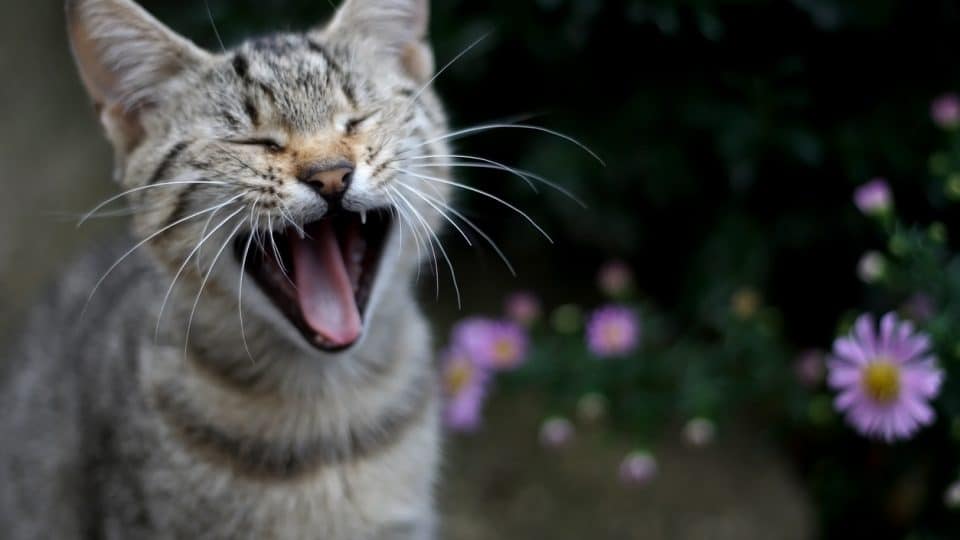 Cute brown tabby cat yawning in the garden. Selective focus.