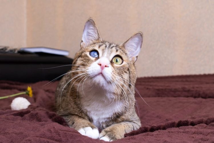 Un chat atteint de cataracte est couché dans un panier