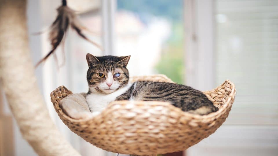 Cat with cataract sits on cat tree
