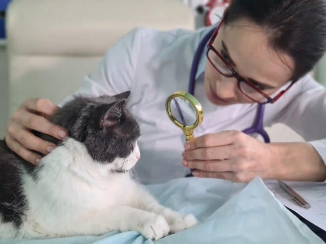 Tierärztin untersucht das Auge einer Katze