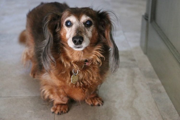 Long-haired dachshund with cataracts