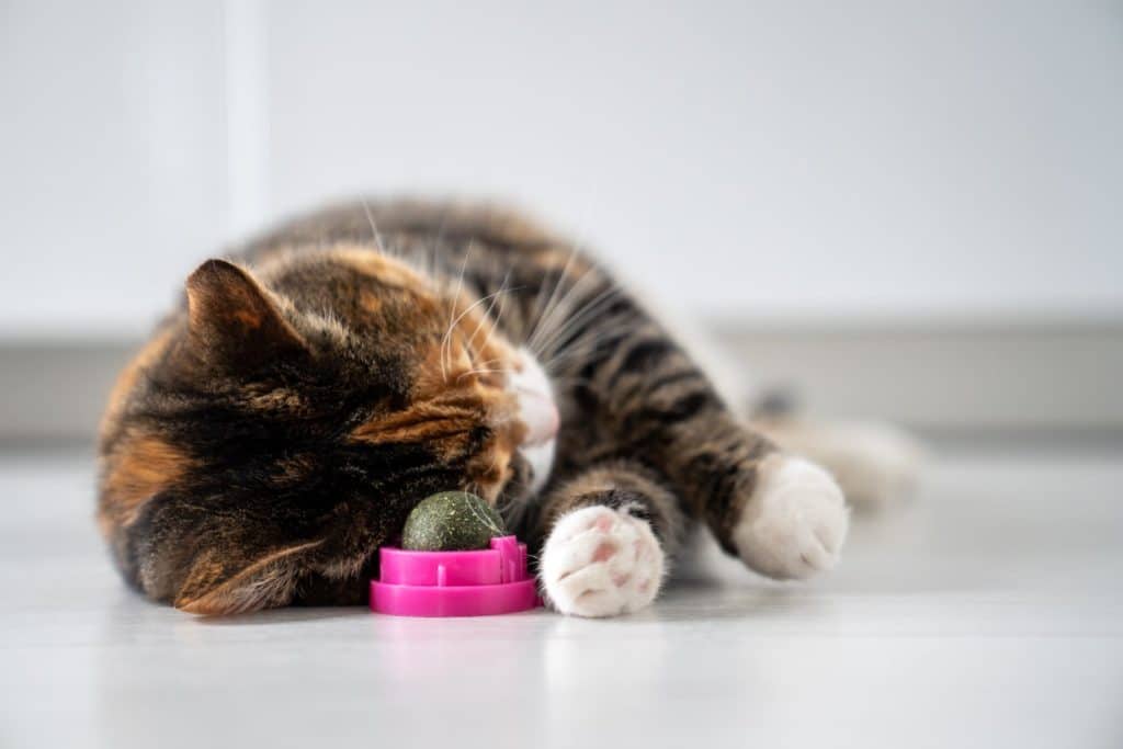 Cat playing with a catnip toy before exercising