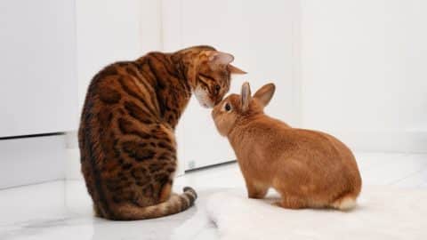 A cat and a rabbit meeting