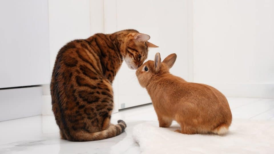Rabbits and Cats: Cohabiting, Tips & Troubleshooting
