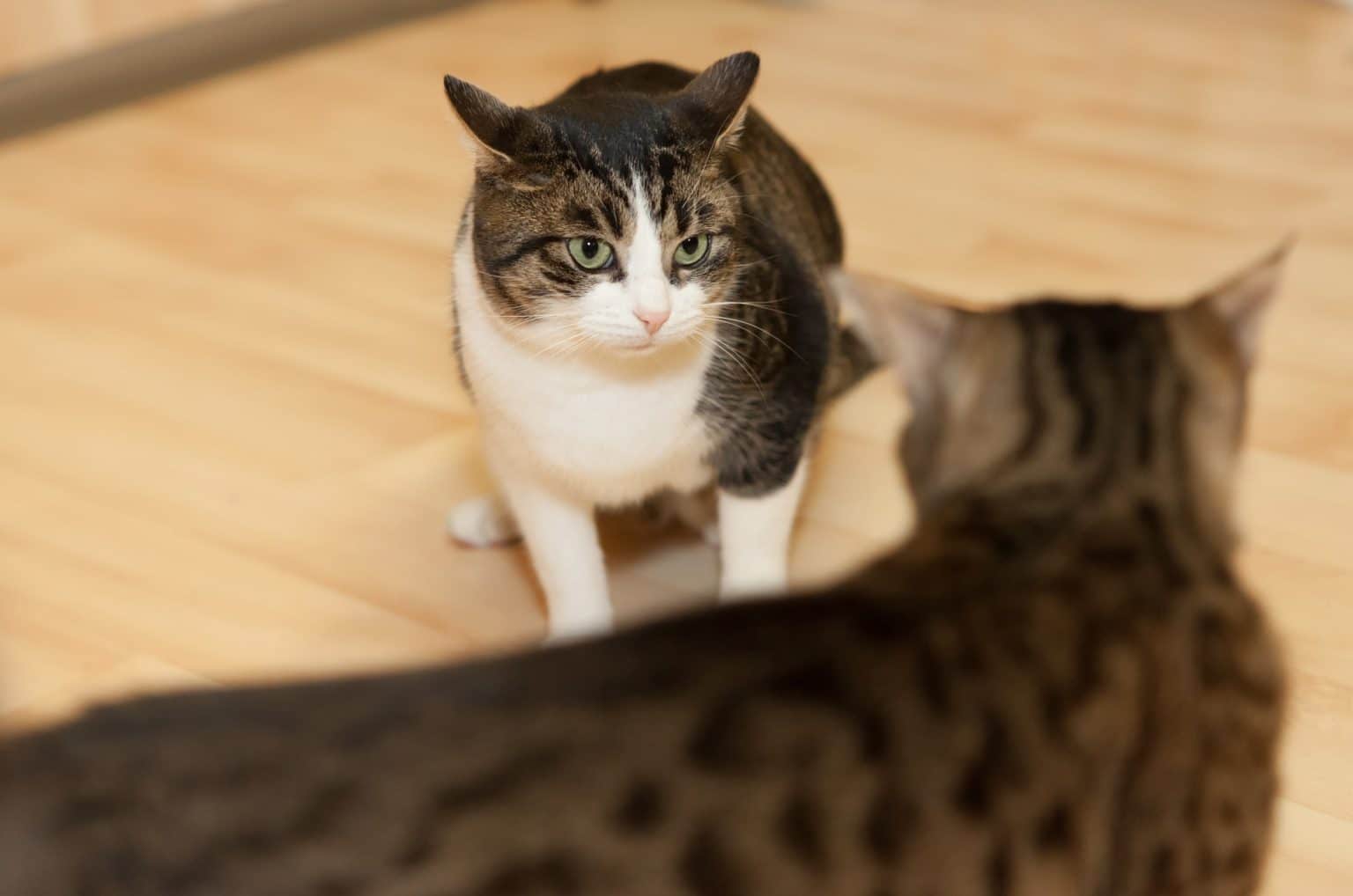 Katze Beißt Andere Katze In Den Nacken So hinderst du deine Katze daran, andere Katzen zu schikanieren
