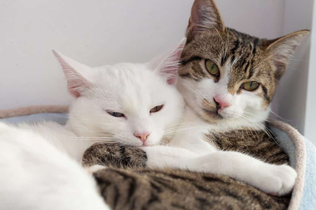 dos gatos acurrucados, uno blanco y otro atigrado, acostados uno al lado del otro