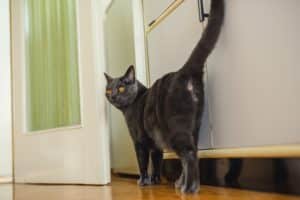 Standing cat shows butt