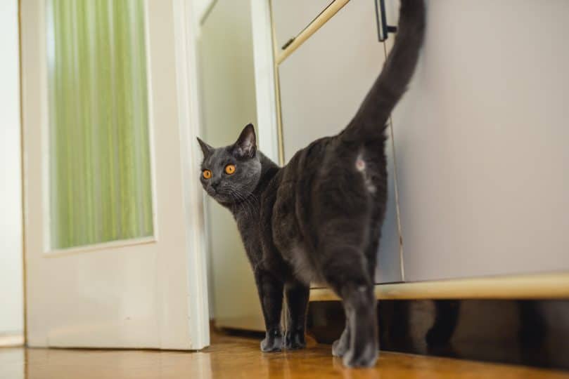 Standing cat shows butt