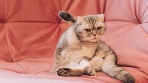Warum strecken Katzen dir ihren Hintern ins Gesicht? Warum strecken Katzen dir ihren Hintern ins Gesicht?