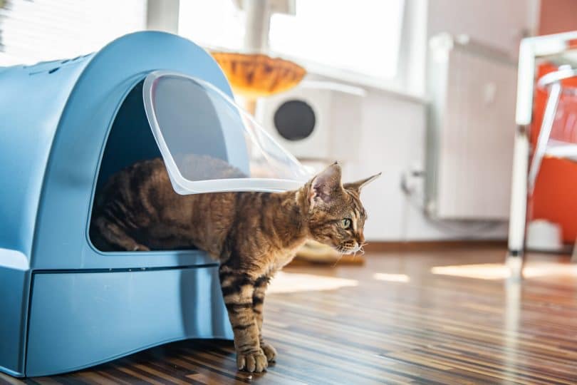 Cat leaving hooded litter box