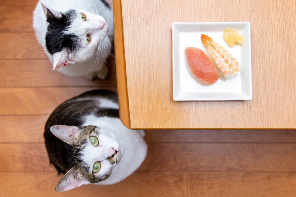 Gato mirando hacia arriba y sushi sobre la mesa.