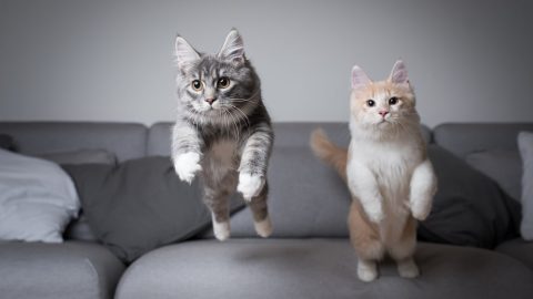 Cats jumping from high in the air