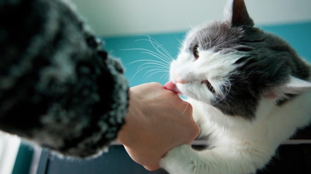 Warum leckt mich meine Katze? 8 Gründe, warum deine Katze dich gerne leckt
