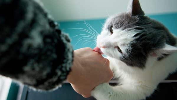 A cute cat licking their owner's hand