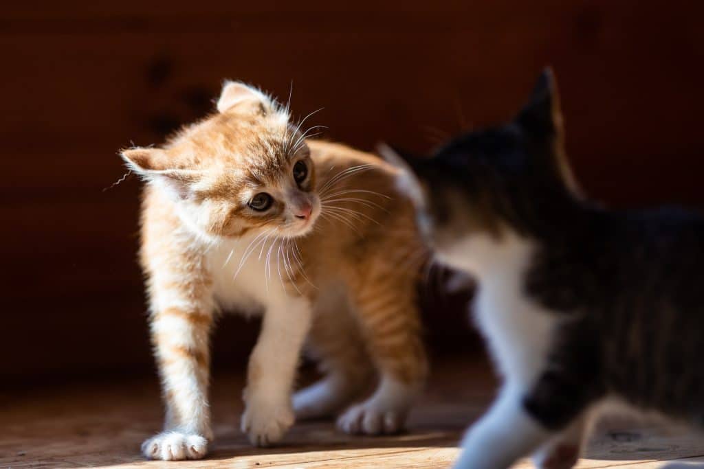 Two kittens play fighting with each other