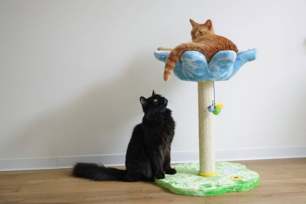 New cats playing together