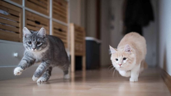Two cats running and playing