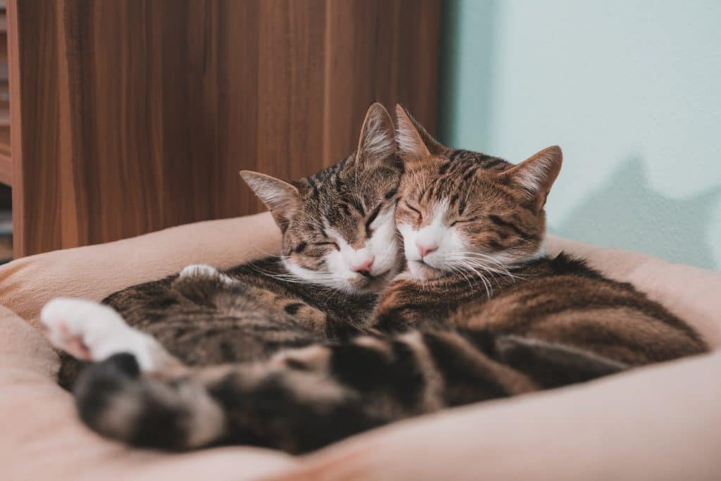 Dos gatos compartiendo cama