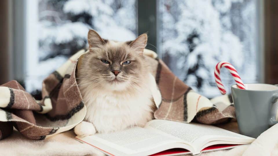 Cat covered with blanket sitting by window