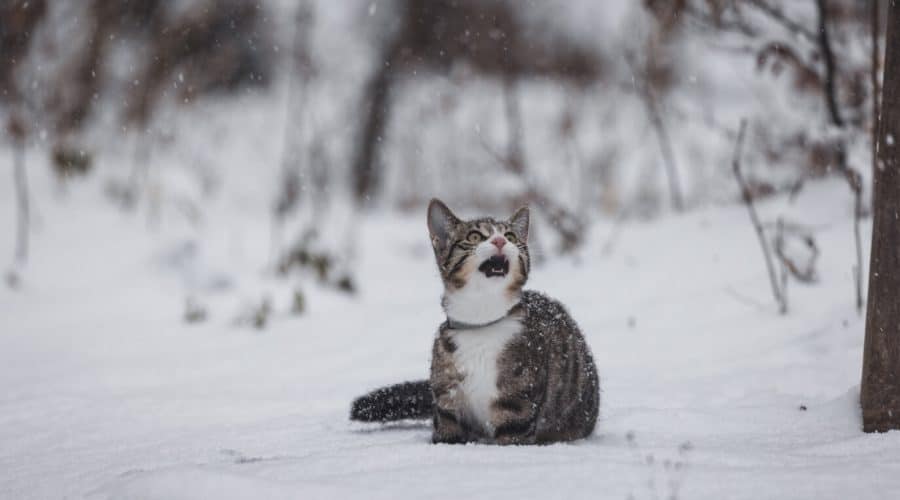 Cat sitting in snow yowling