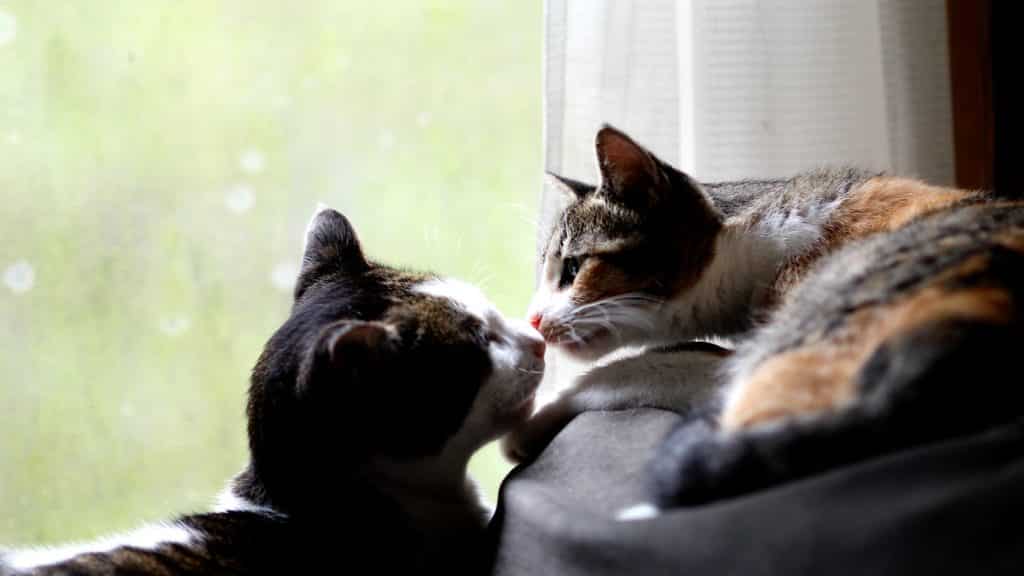 An adult and young cat on couch by a window being affectionate touching nose to nose.