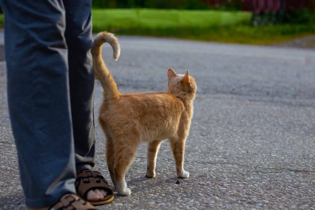 Pourquoi les chats remuentils leurs queues