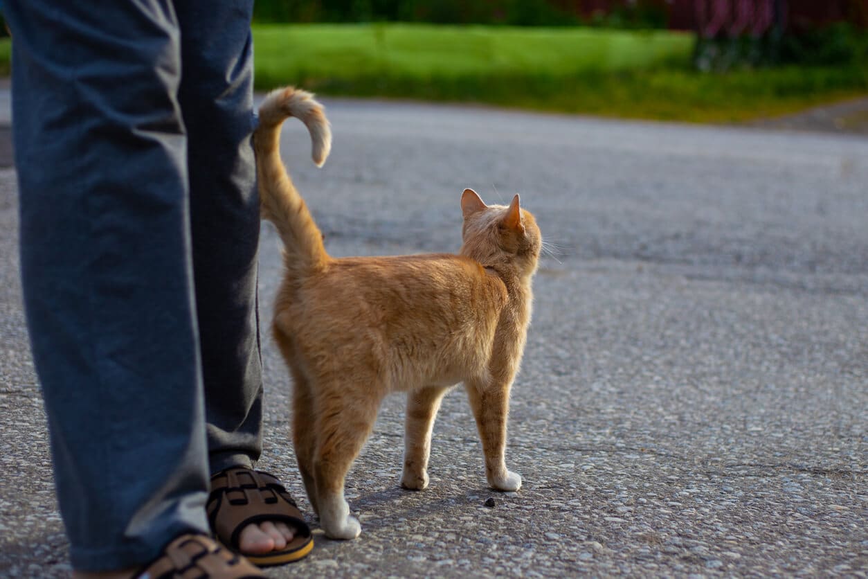 Cat standing by person with upright curled tail