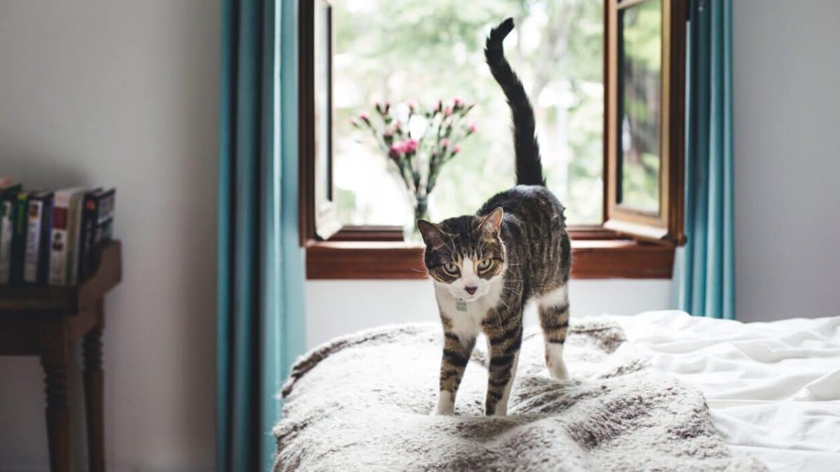 Pourquoi les chats remuentils leurs queues