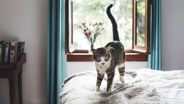 Cat on bed with tail up and curved