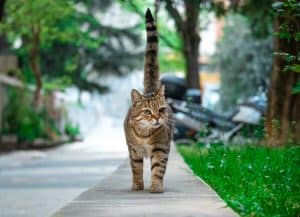 Cat walking down sidewalk with tail straight up