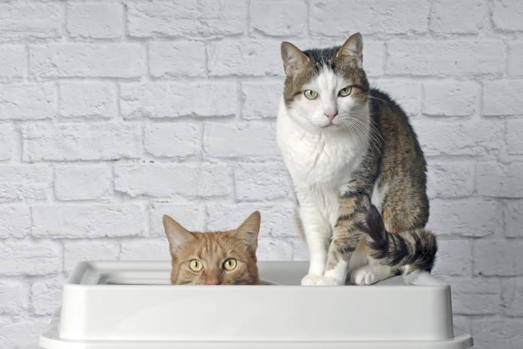 Two cats peeing in a litter box