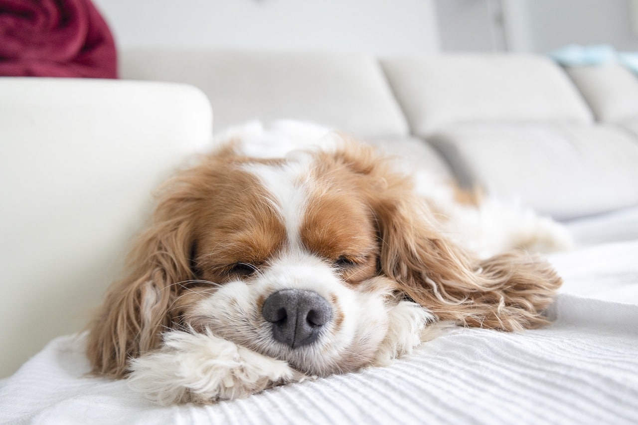 Cavalier King Charles Spaniel sleeping on sofa