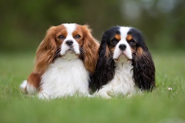 Two purebred Cavalier King Charles Spaniel dogs sitting outdoors