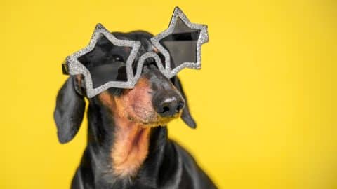 Dog wearing star sunglasses