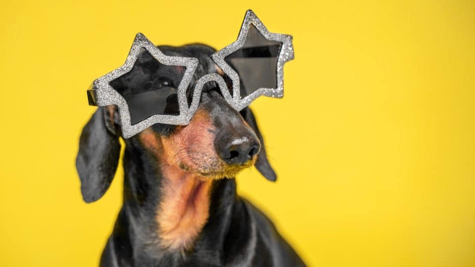 Dog wearing star sunglasses