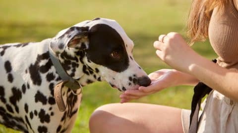 a young girl treats a Dalmatian dog in the park