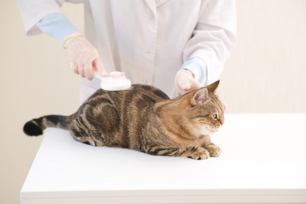 A vet combing fleas out of a cat's fur