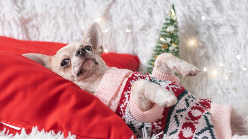 Chihuahua lying on red pillow wearing Christmas sweater