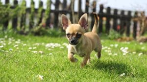 Chihuahua puppy is running in meadow