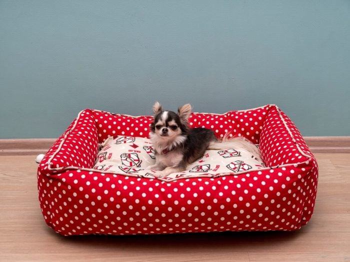 Chihuahua resting on dog bed