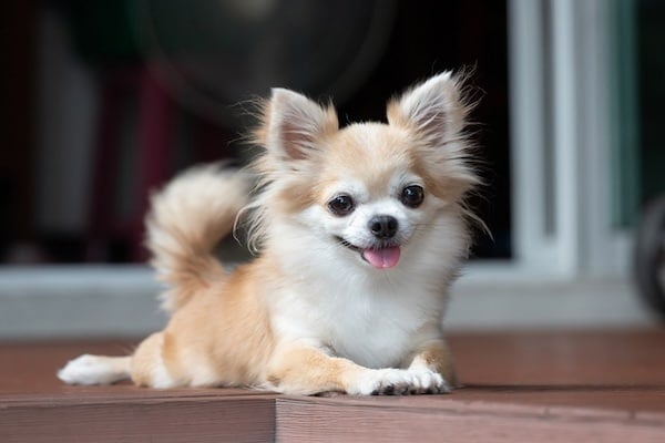 brown chihuahua sitting on floor